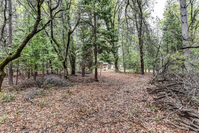 a view of a forest filled with trees