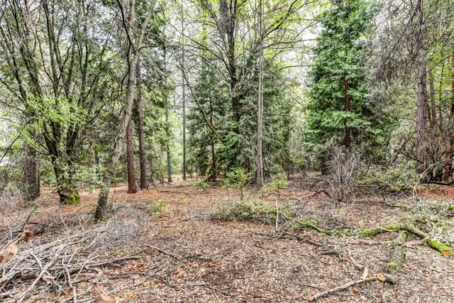 a view of a forest with trees