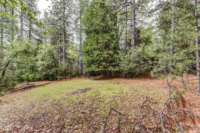 a view of empty yard with large trees