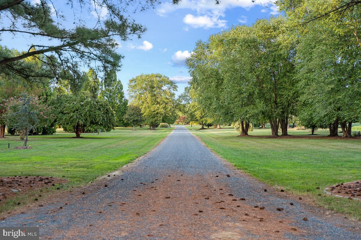 27772 Sharp Road Easton, MD 21601 - Photo 74 of 84 Mile-Long Driveway