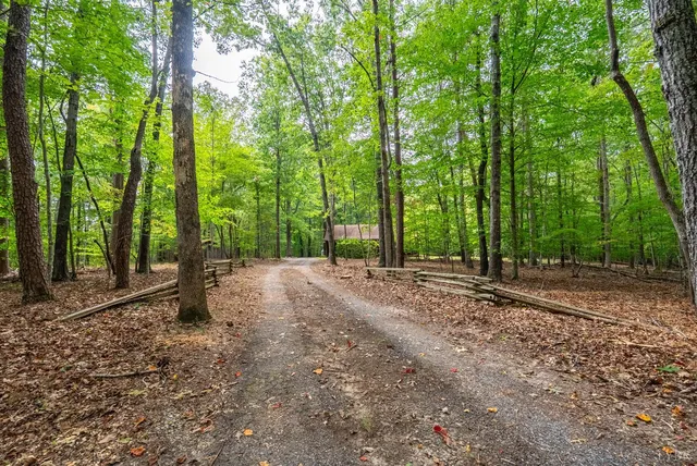 a view of a forest with trees in the background