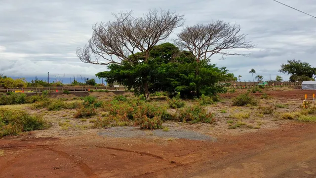 a view of a yard with an trees
