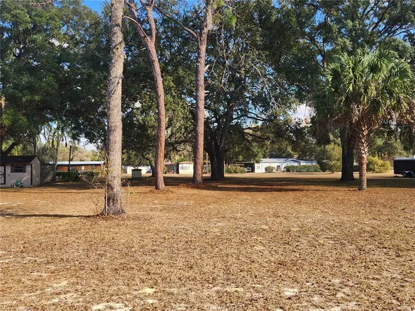 a street view with large trees