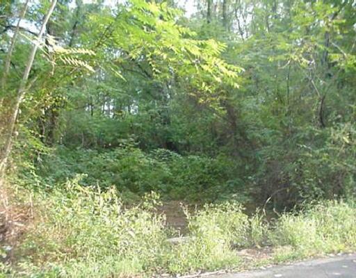 a view of a lush green forest