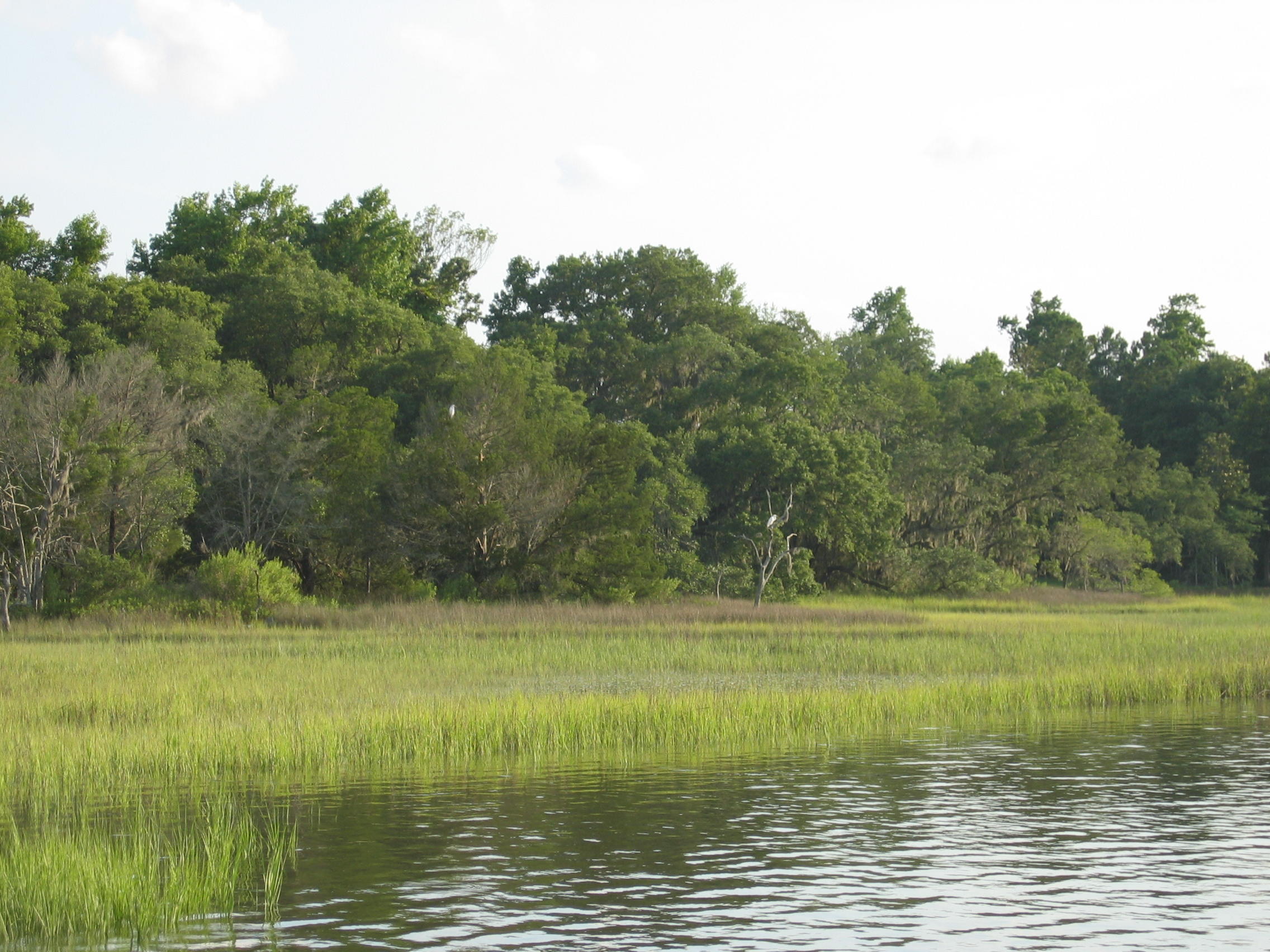 0 Lone Pine Road Meggett, SC 29449 - Photo 11 of 13 Edge of Marsh