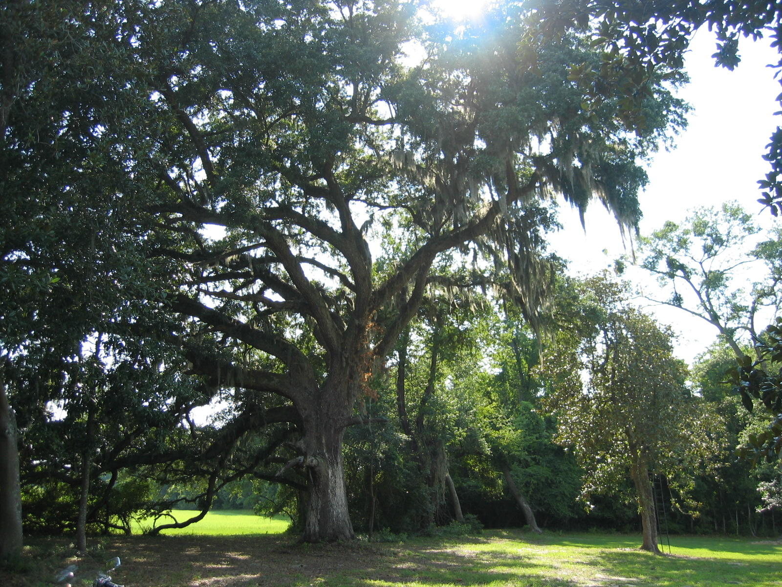 0 Lone Pine Road Meggett, SC 29449 - Photo 4 of 13 Large Live Oak