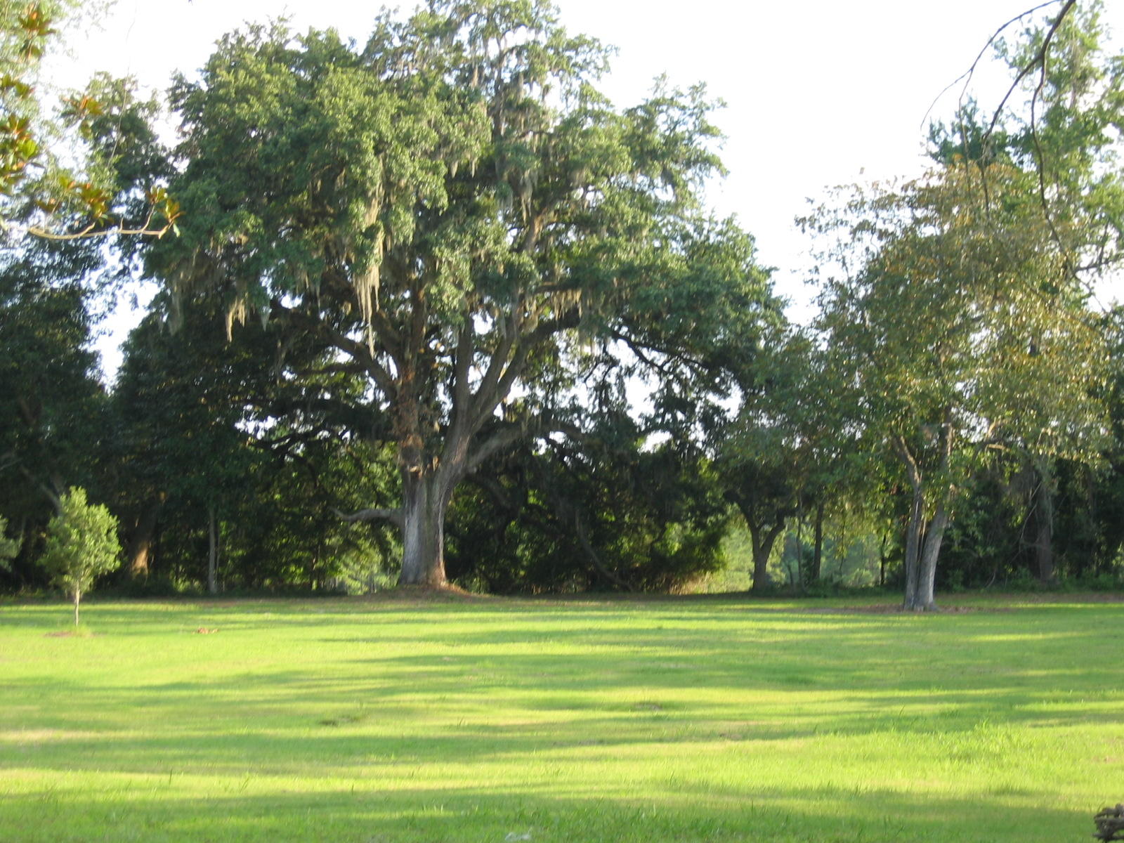 0 Lone Pine Road Meggett, SC 29449 - Photo 7 of 13 View from Bottom of Hill
