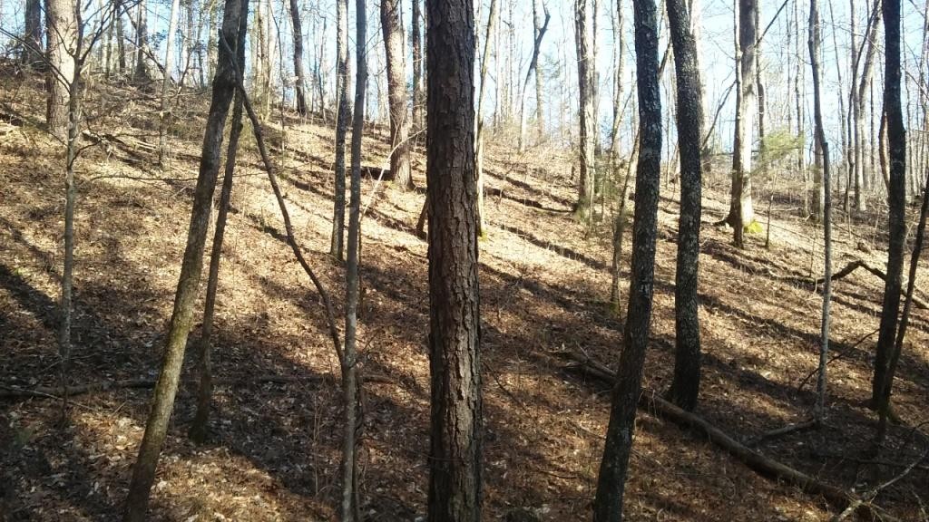 0 Gribble Road Maryville, TN 37803 - Photo 27 of 32 Gallery Image 27