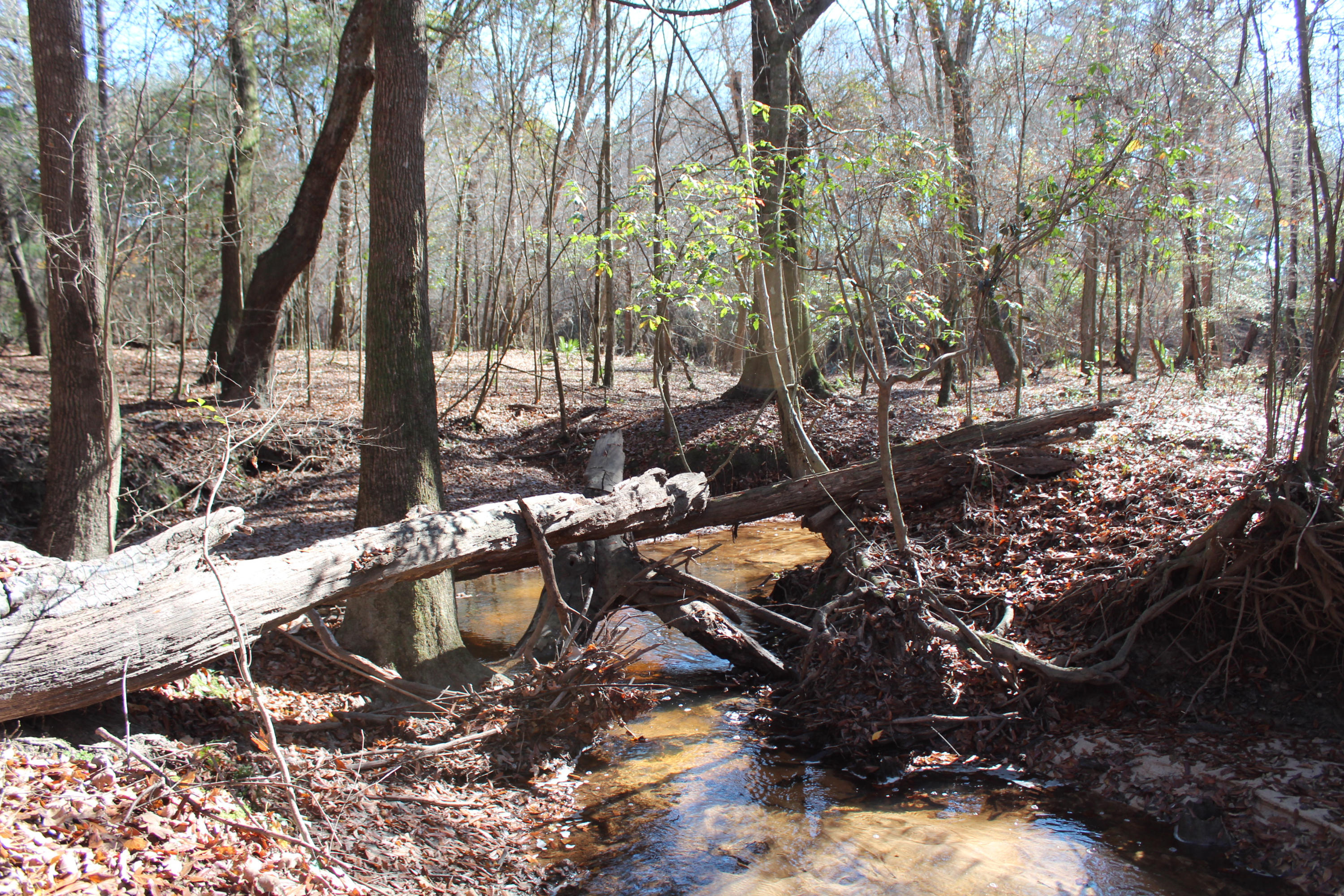 153n Other Al Samson, AL 36477 - Photo 7 of 20 2014-12-07 11