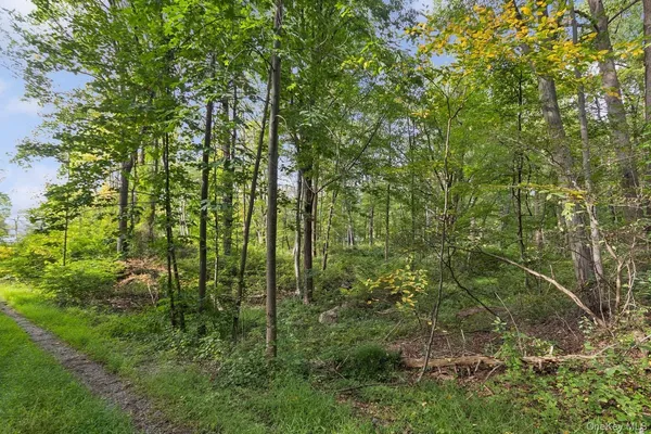 a view of a forest with a tree