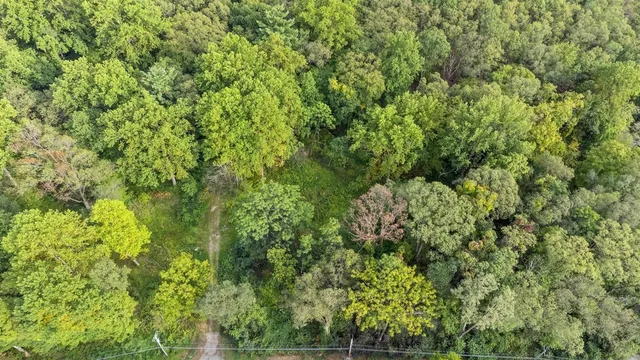 a view of a lush green forest