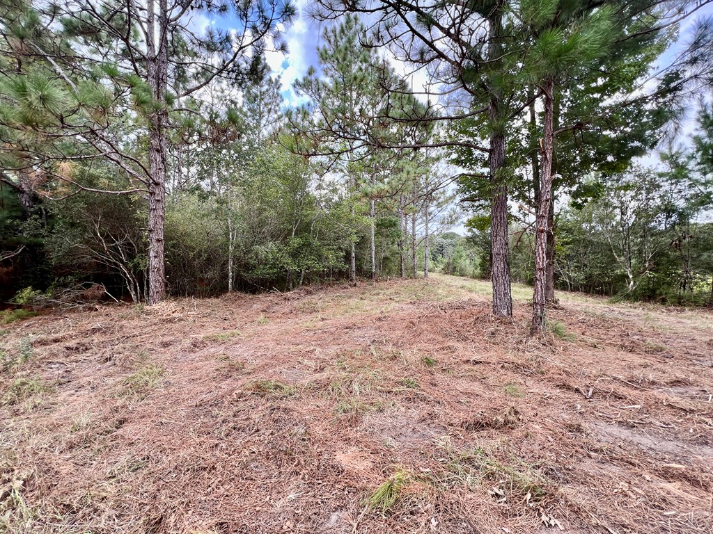 202-acres Columbus Holley Road Samson, AL 36477 - Photo 30 of 50