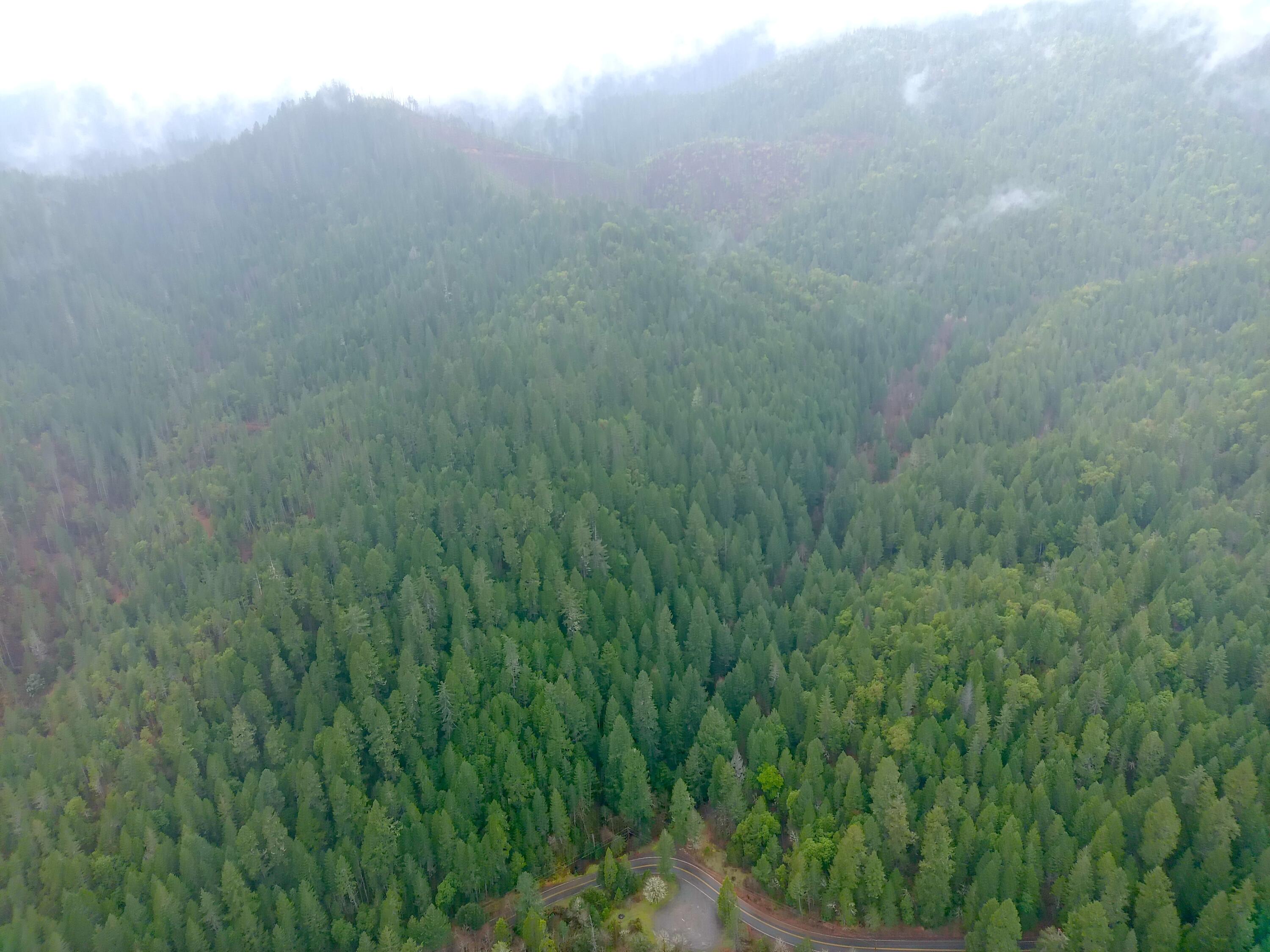 1802 Waters Creek Road Wilderville, OR 97543 - Photo 5 of 14 a view of a lush green forest