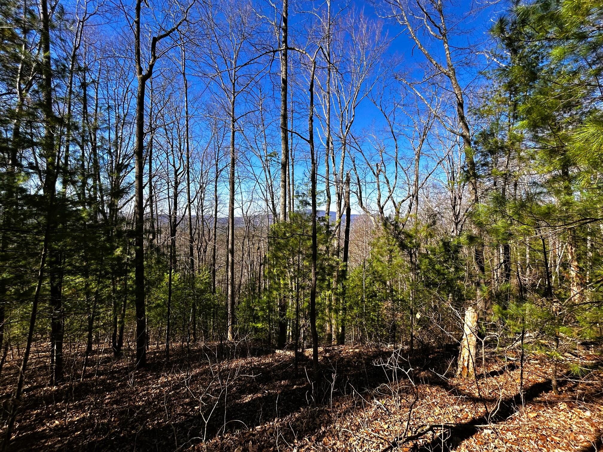 107125 Chestnut Mountain Road Reliance, TN 37369 - Photo 15 of 32