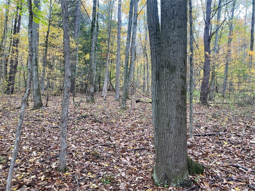 6197 Windfall Road Angelica, NY 14813 - Photo 23 of 31