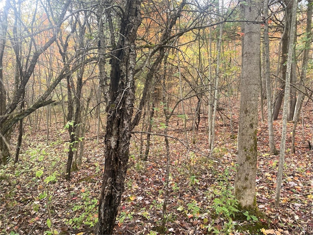 6197 Windfall Road Angelica, NY 14813 - Photo 29 of 31