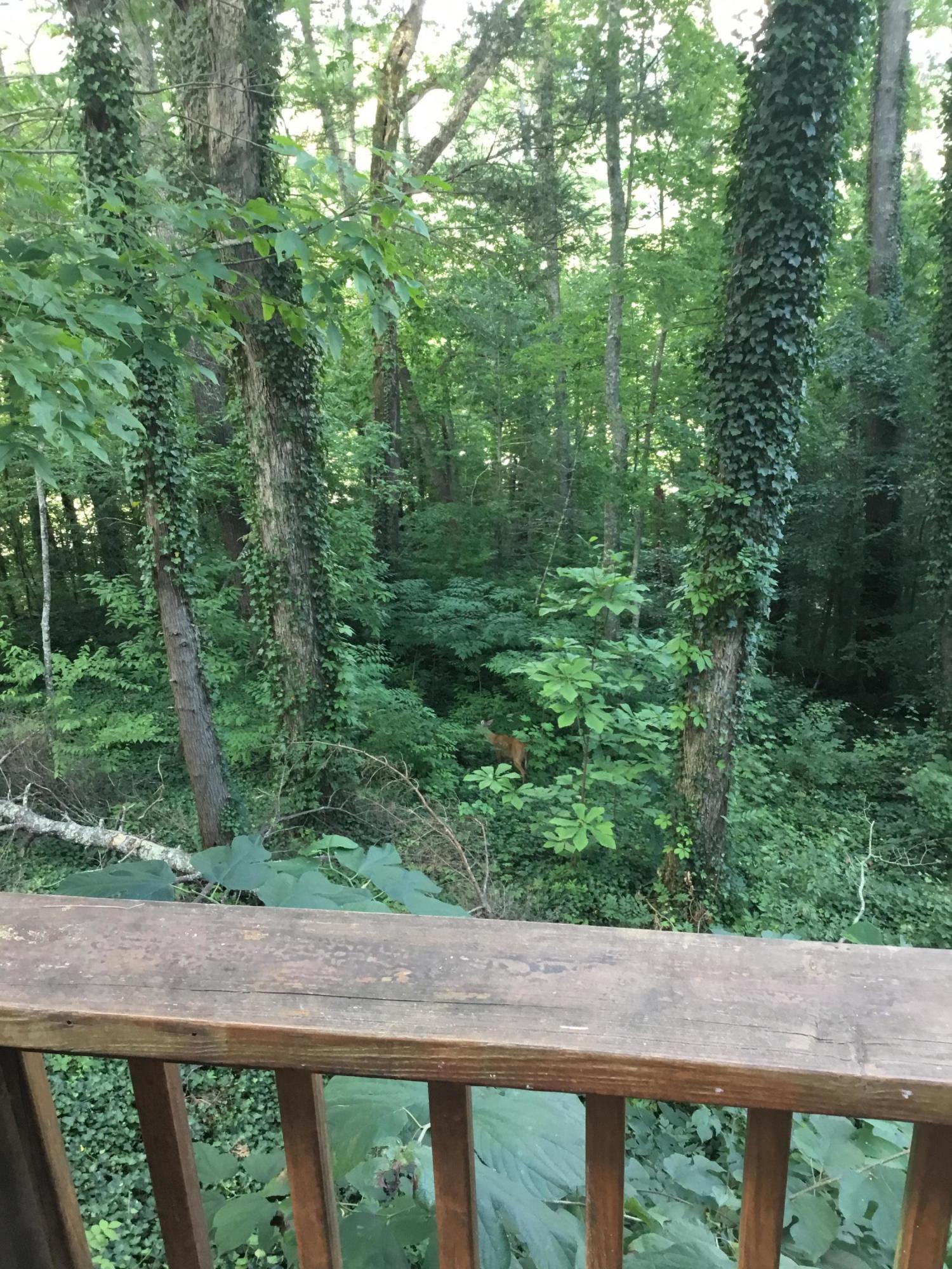 233 Mt Luke Road Townsend, TN 37882 - Photo 11 of 36 BC50082C-5676-4102-9CAE-F3348214BA3E