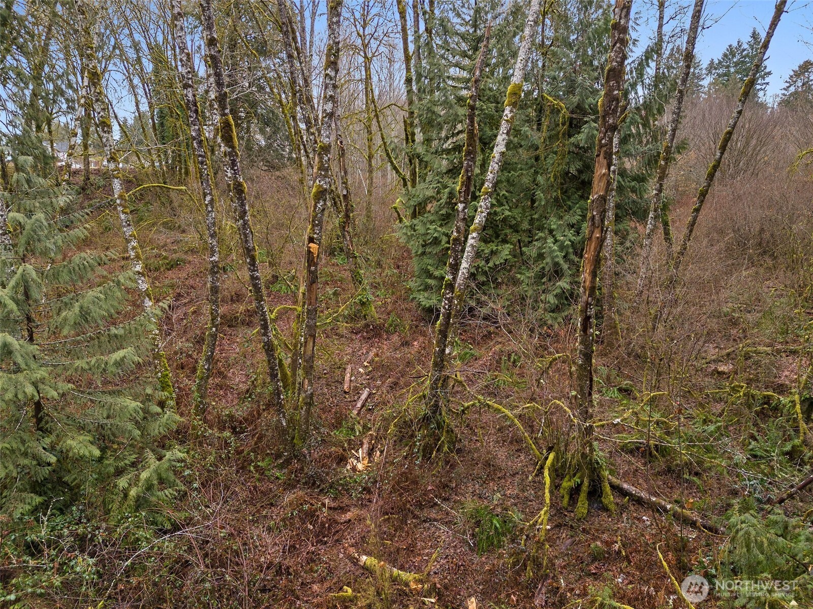 0 Alpine Court Vader, WA 98593 - Photo 16 of 18 Gallery Image 16