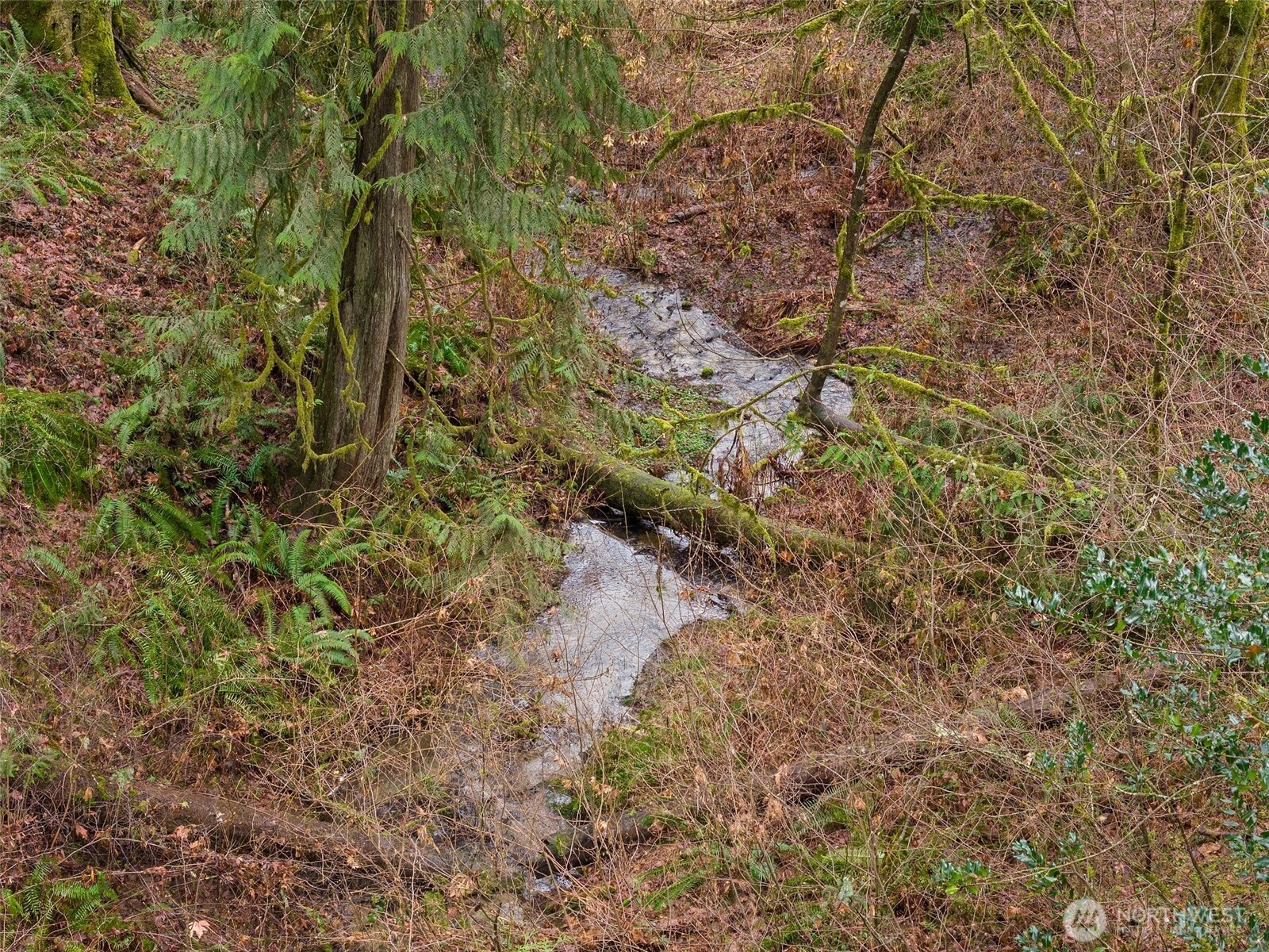 0 Alpine Court Vader, WA 98593 - Photo 8 of 18 Gallery Image 8