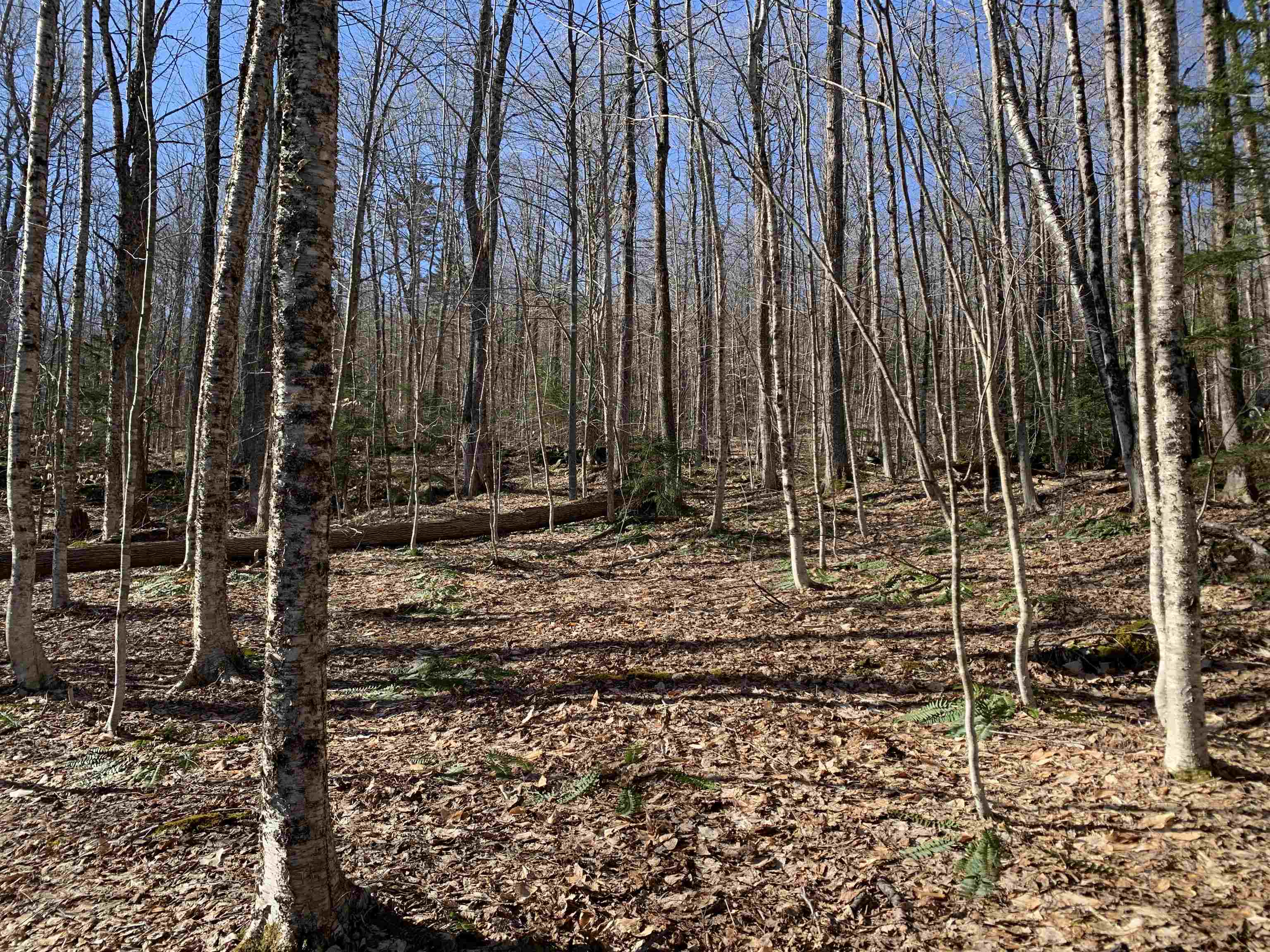 0 Stone Chimney Road Reading, VT 05062 - Photo 1 of 11