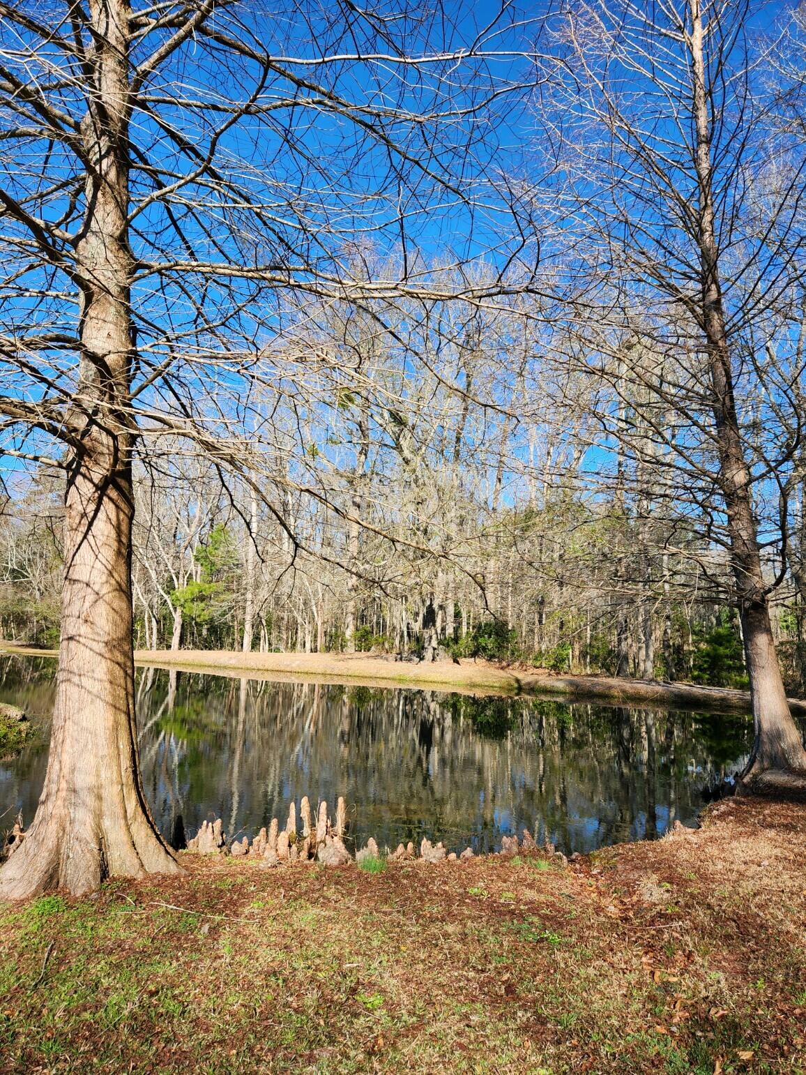 1433 Smyly Road Ruffin, SC 29475 - Photo 6 of 31 20240215_094856
