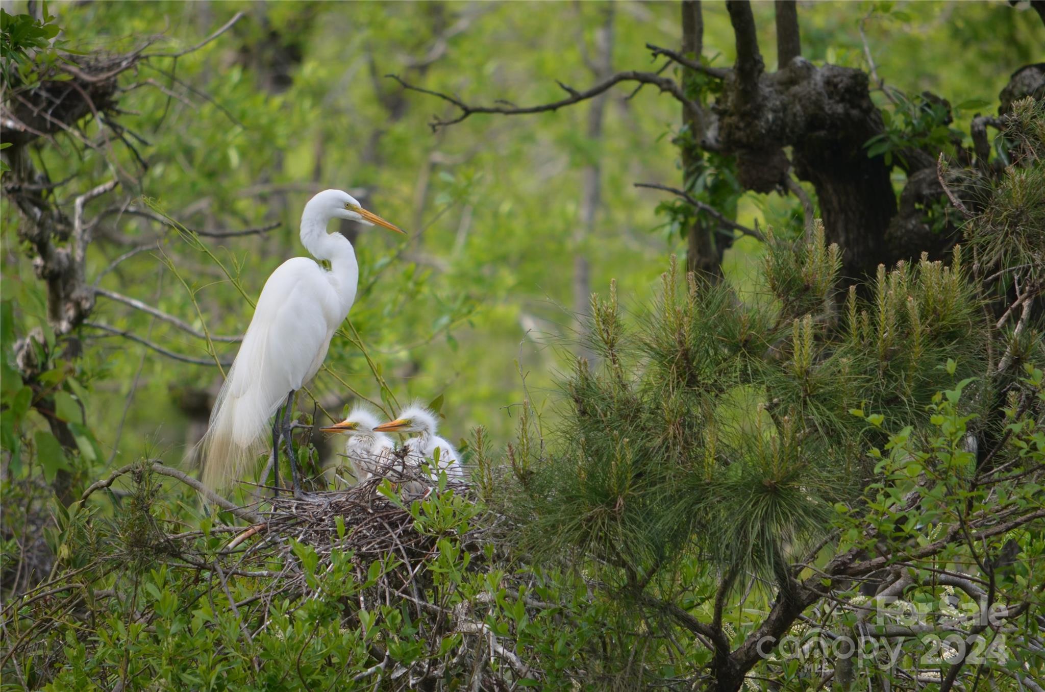 229 Joseph Kershaw Road Eastover, SC 29044 - Photo 33 of 48 a close up of a plant in a garden