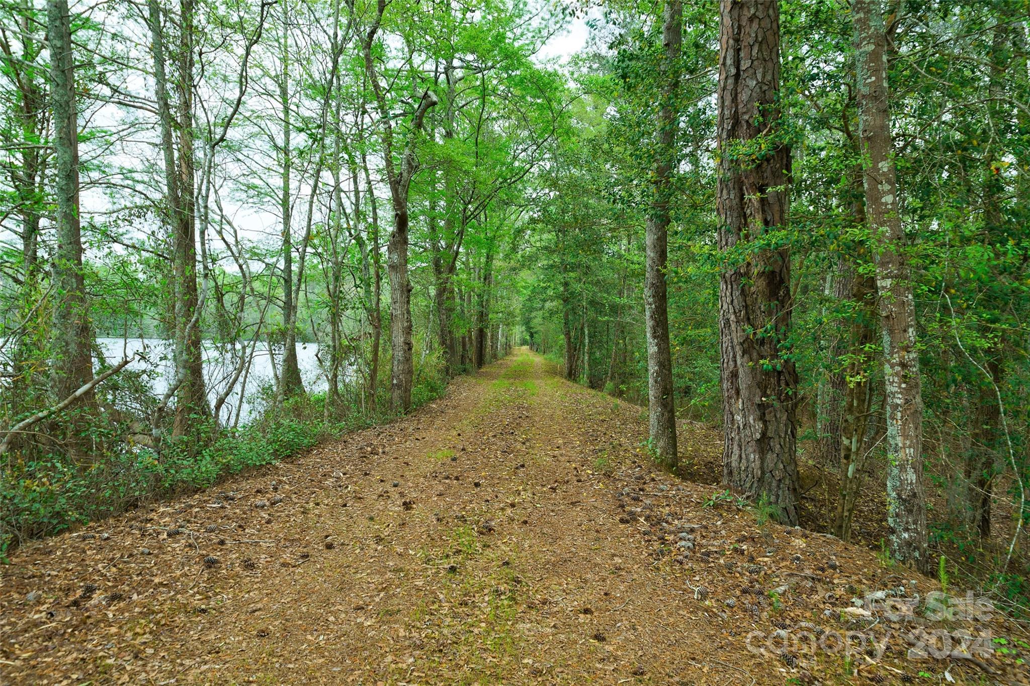 229 Joseph Kershaw Road Eastover, SC 29044 - Photo 34 of 48 a view of a forest filled with trees