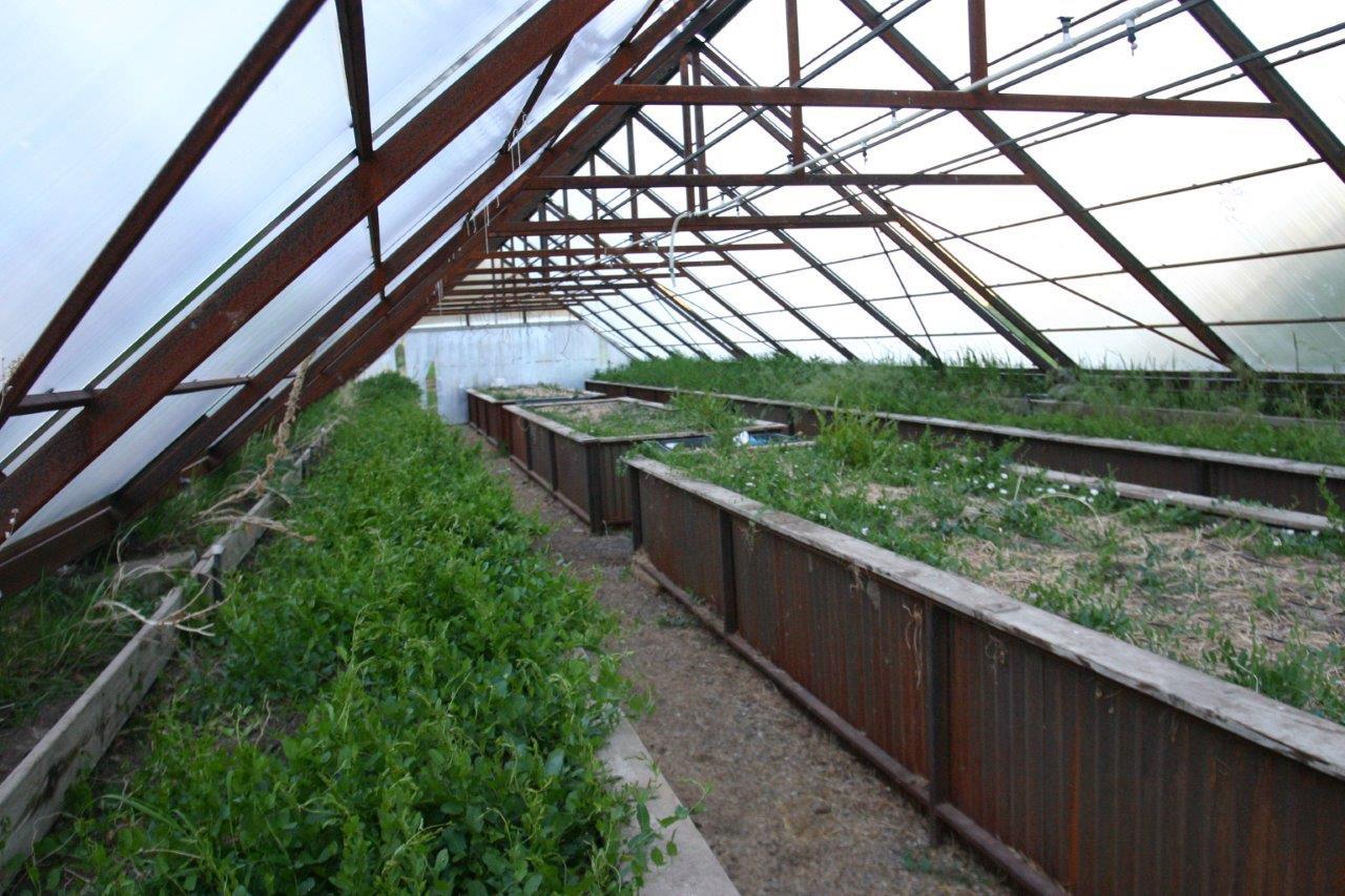771 Cnty Road Ridgway, CO 81432 - Photo 63 of 68 Greenhouse inside