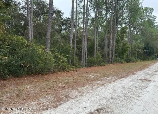 a view of a forest with trees in the background