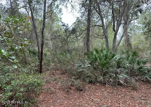 a view of a forest with trees in the background