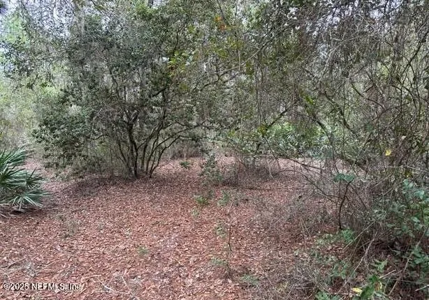 a view of a forest with trees in the background
