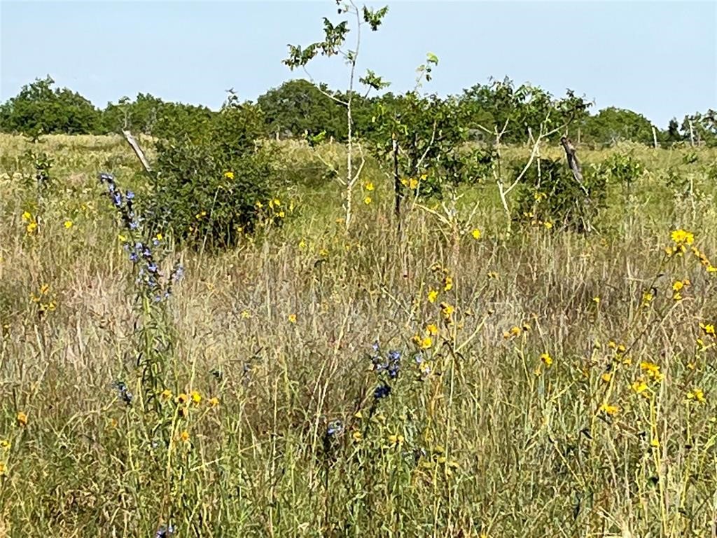0 Crooked Road Cat Spring, TX 78933 - Photo 3 of 5 a view of a bunch of plants and small trees