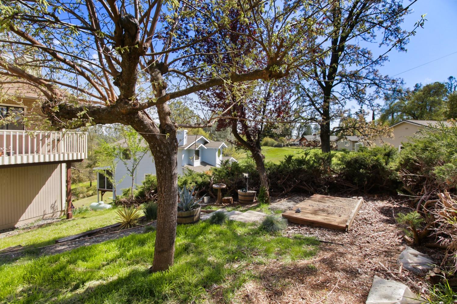 1276 Coon Court Cool, CA 95614 - Photo 49 of 79 a view of backyard with tree