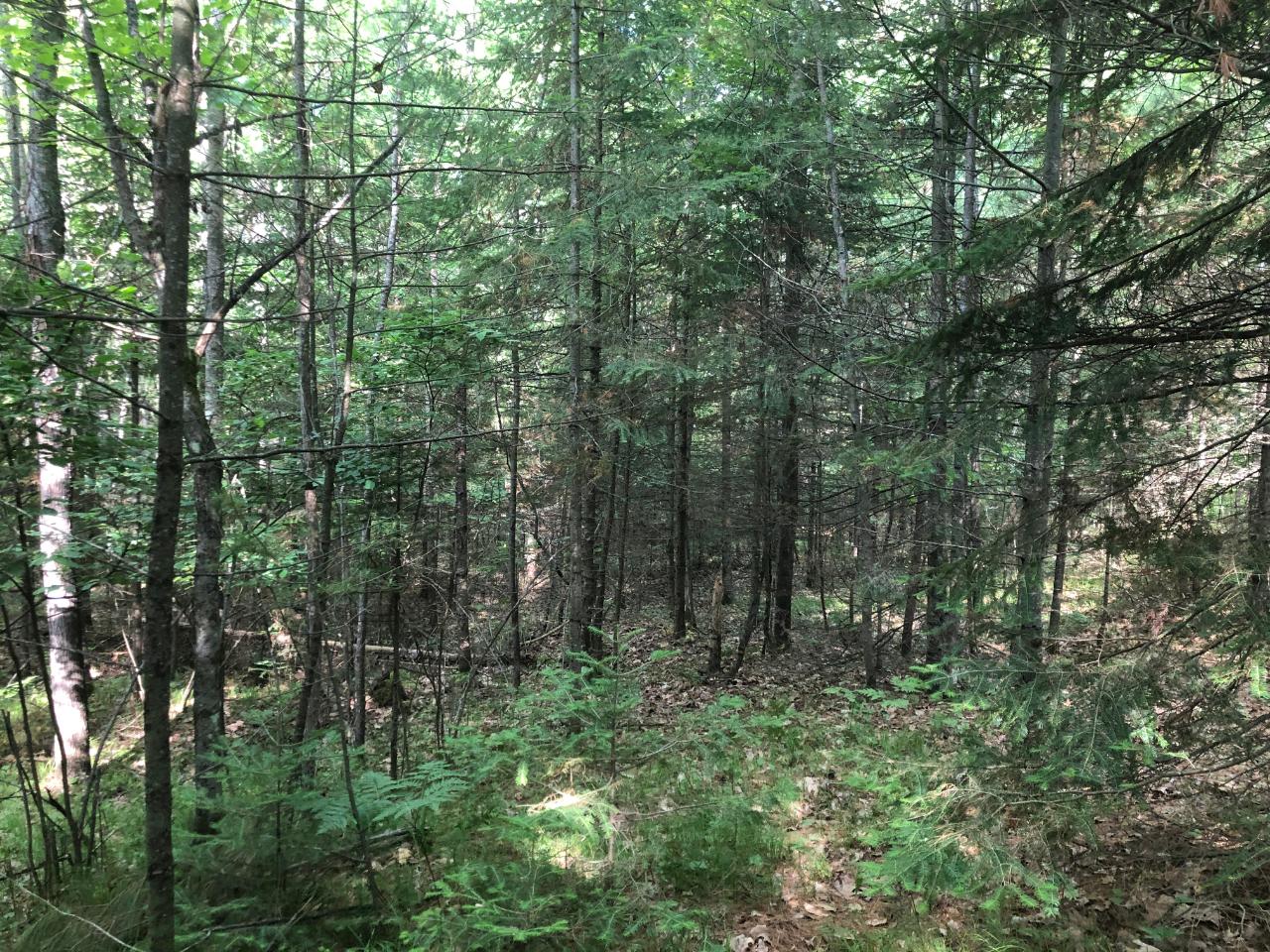 On Eagle Boat Landing Road Eagle River, WI 54521 - Photo 7 of 30 Gallery Image 7