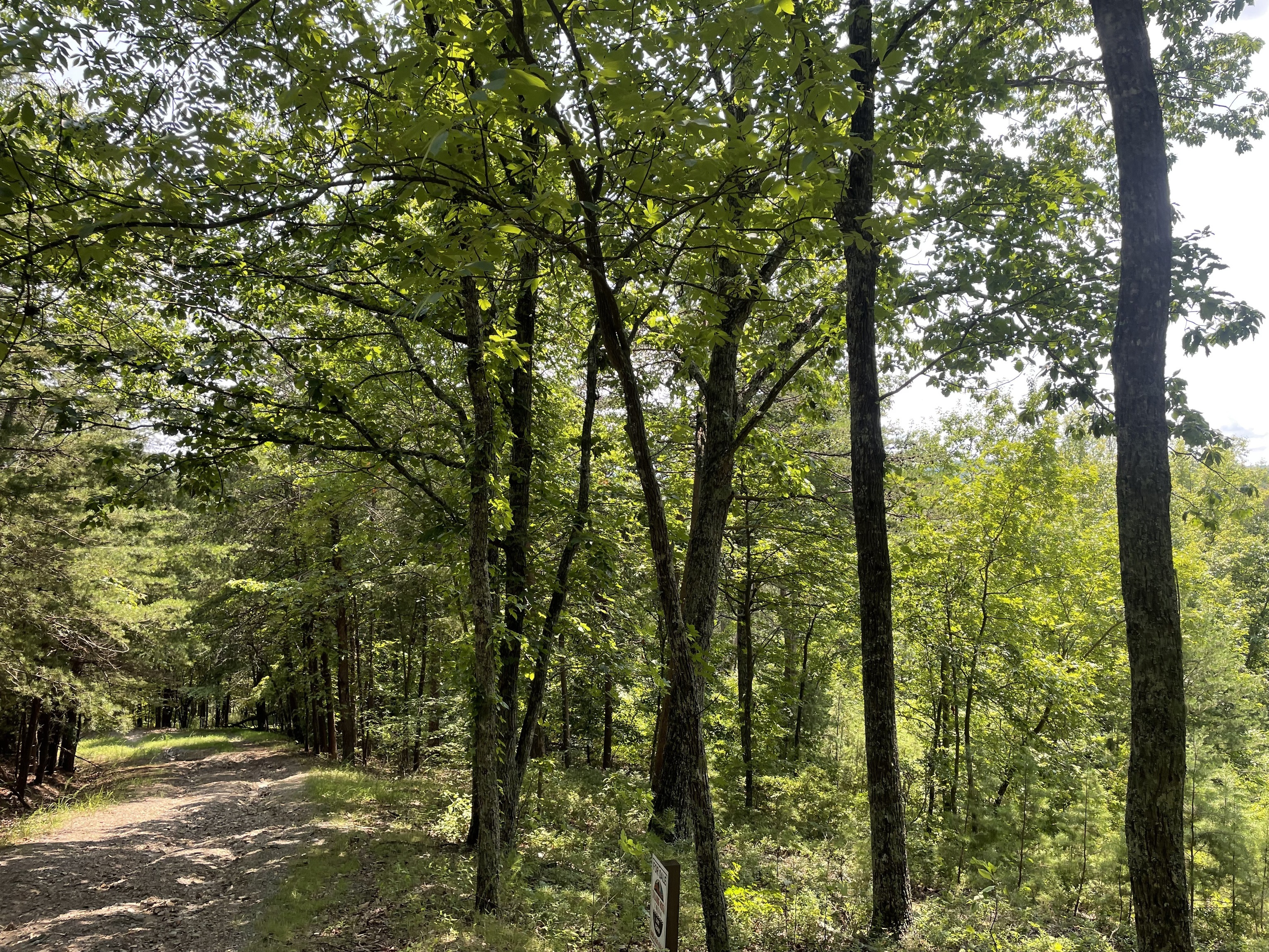 1200 Jewel Court Northeast Ranger, GA 30734 - Photo 2 of 12 a view of forest