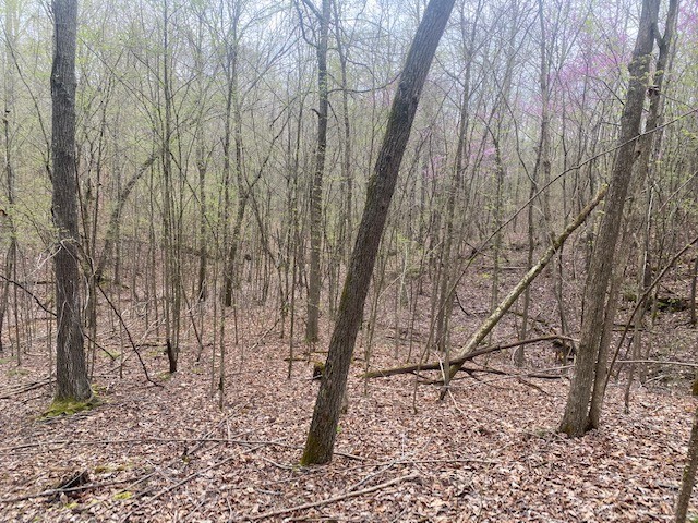 3217 Jack Saunders Road Waverly, TN 37185 - Photo 8 of 12 a picture of trees