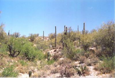 0 East Derrio Road Marana, AZ 85653 - Photo 4 of 6