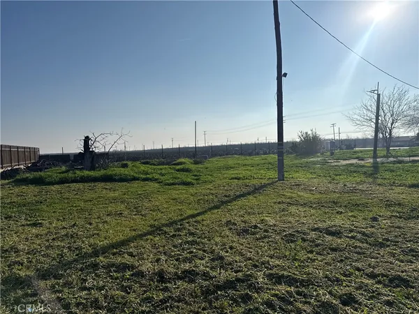 a view of a field with a tree