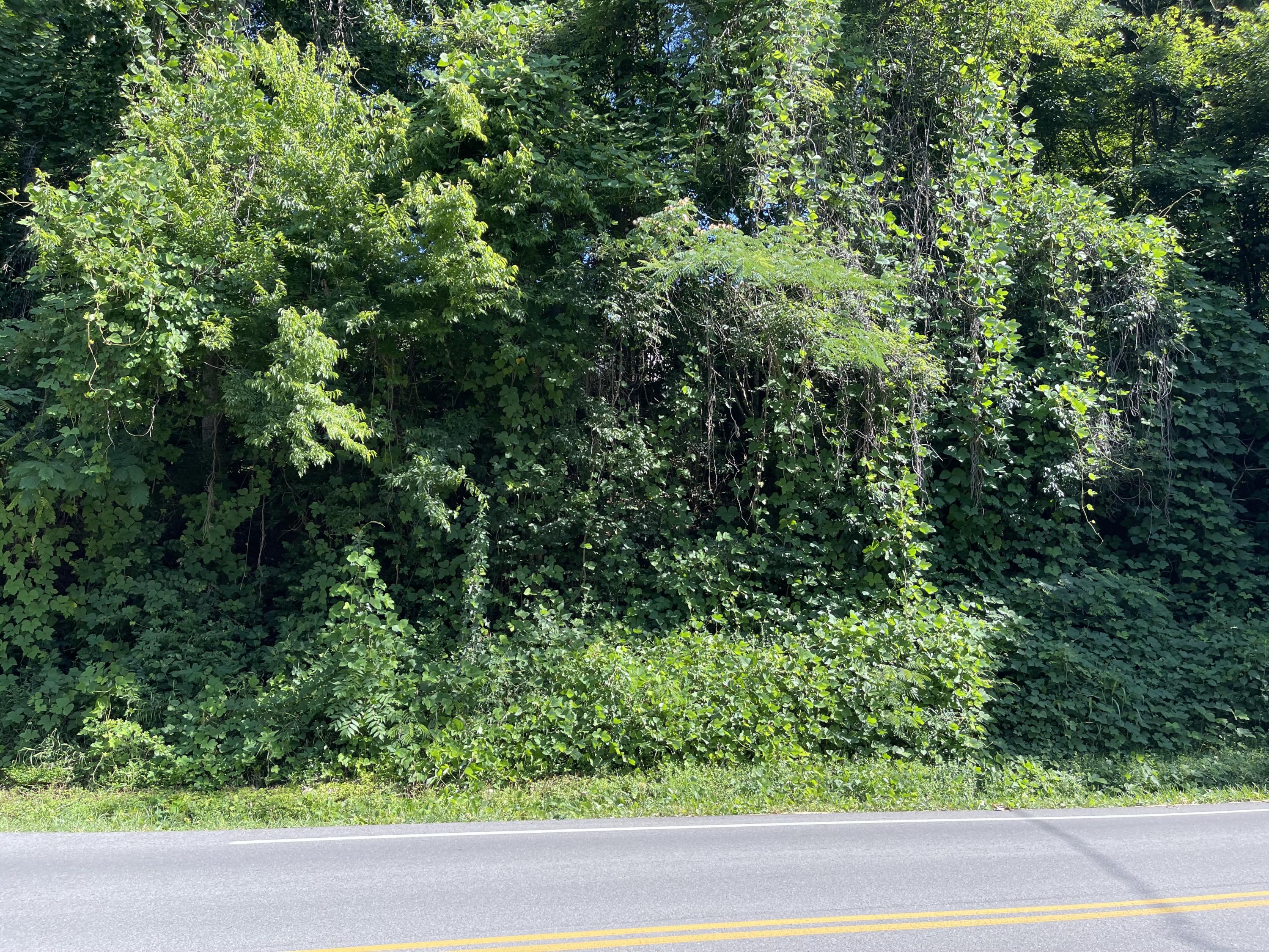 Bluff Road Kingston, TN 37763 - Photo 5 of 7 IMG_0697