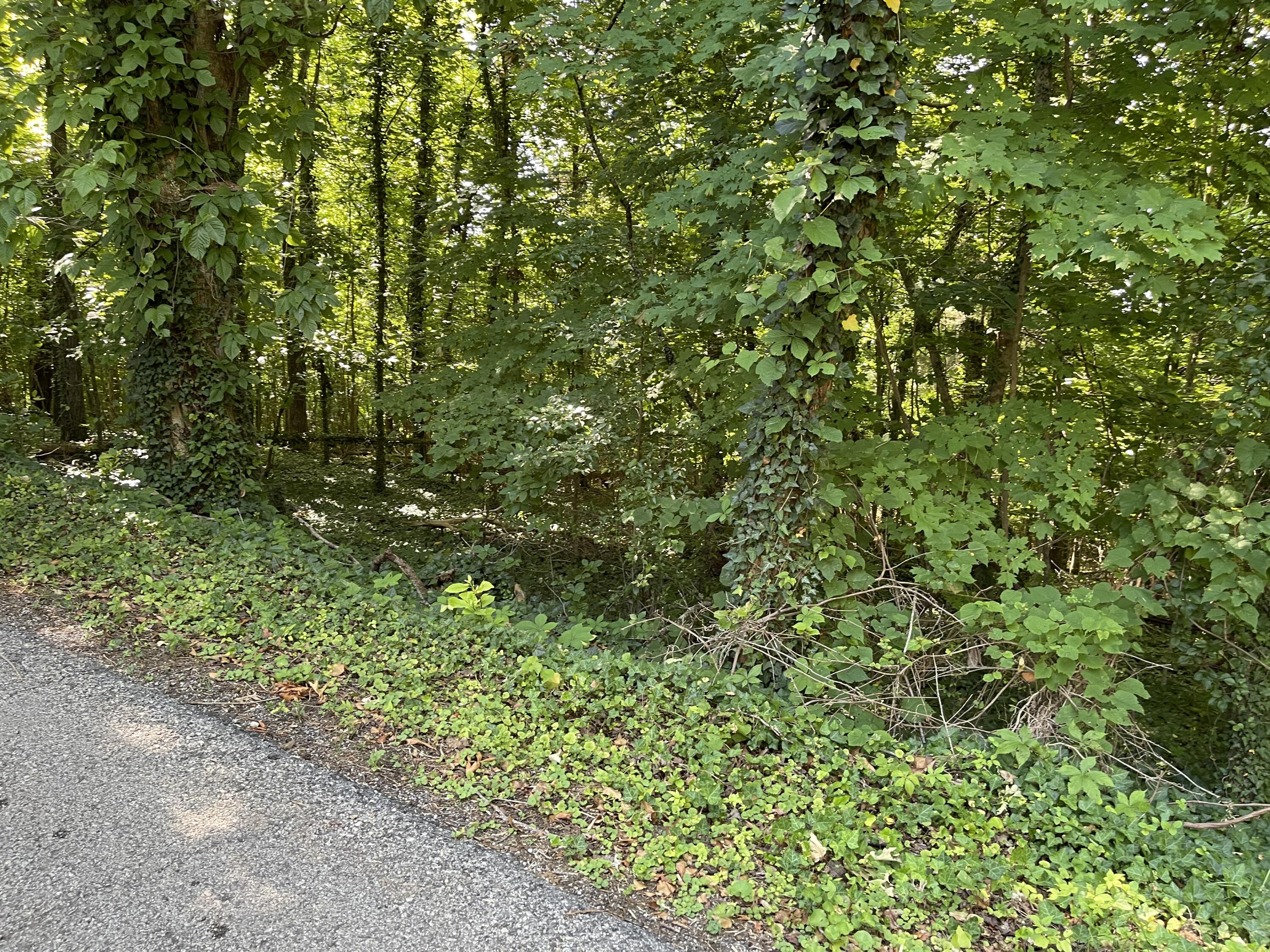 Bluff Road Kingston, TN 37763 - Photo 7 of 7 IMG_0702