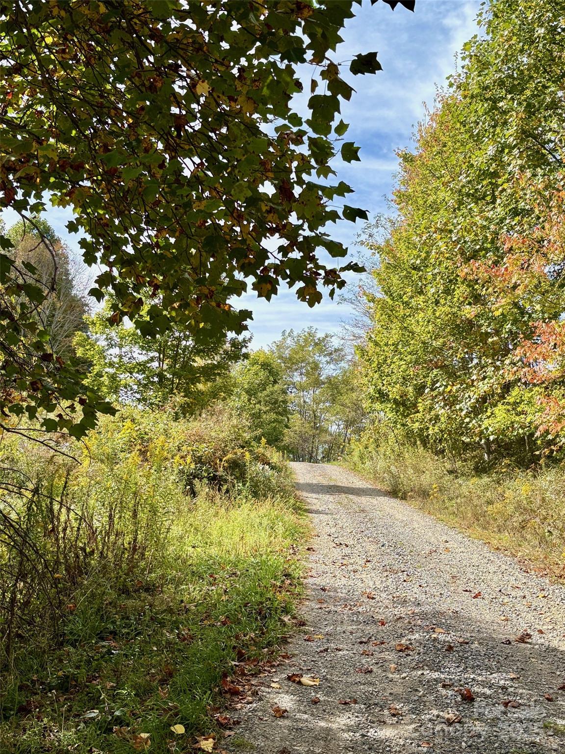 2 Turkey Trot Road Clyde, NC 28721 - Photo 12 of 48 a view of a large yard with lots of trees