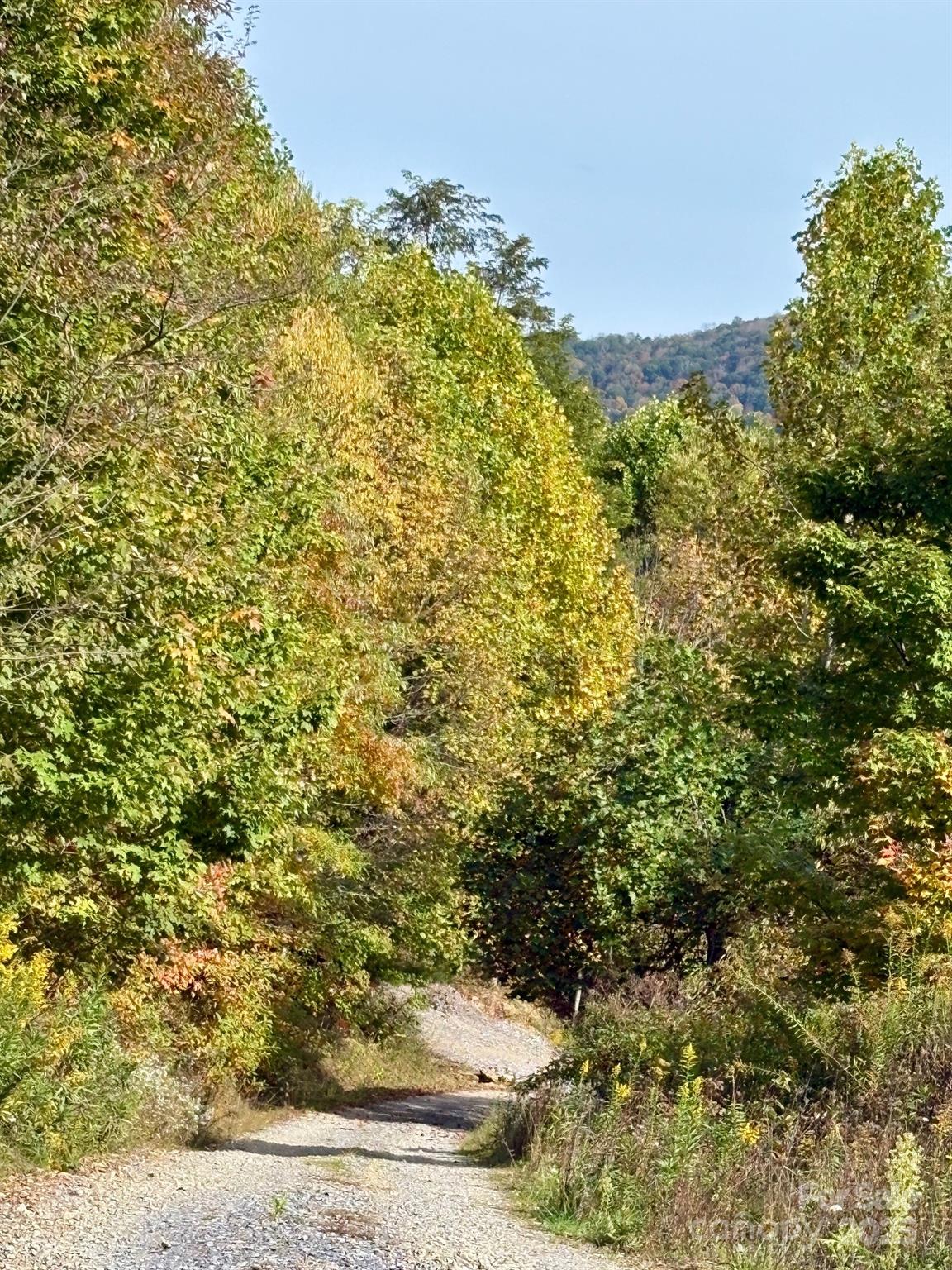 2 Turkey Trot Road Clyde, NC 28721 - Photo 13 of 48 a view of a large yard with plants and large trees