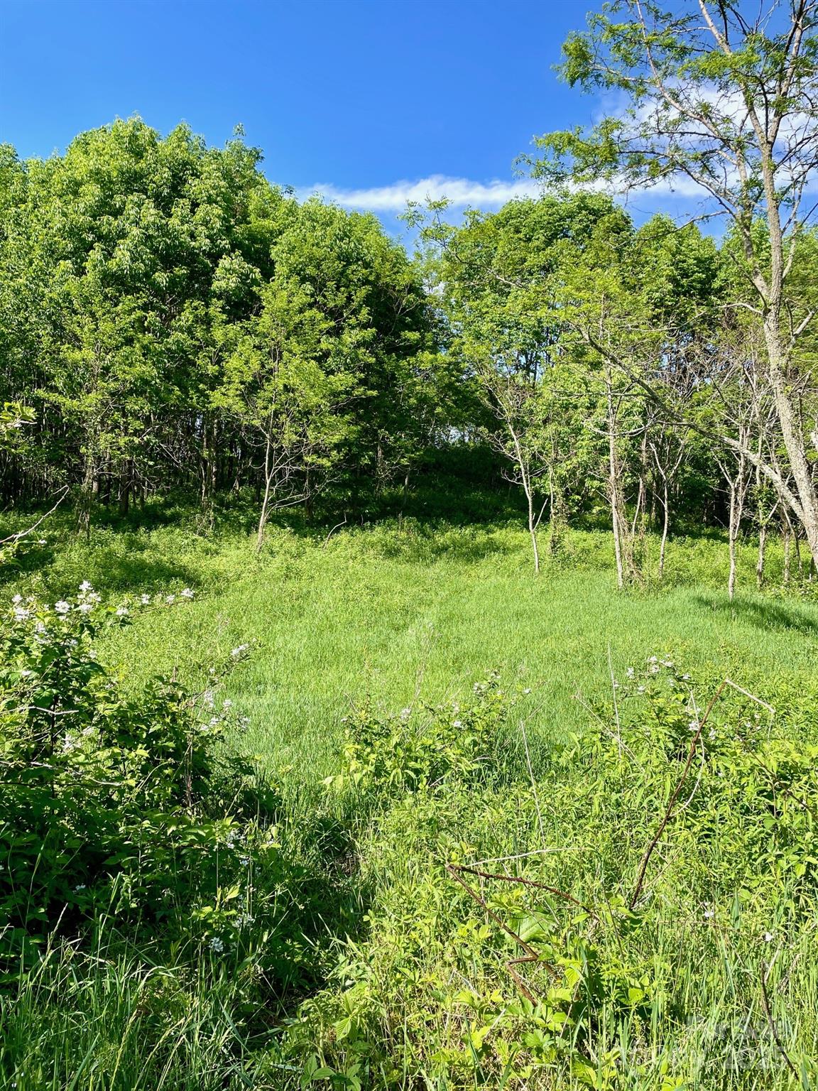 2 Turkey Trot Road Clyde, NC 28721 - Photo 17 of 48 a view of green field with plants in front of it