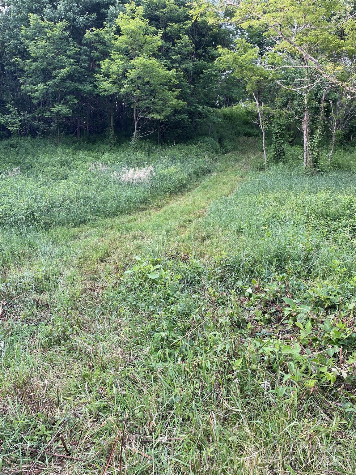 2 Turkey Trot Road Clyde, NC 28721 - Photo 18 of 48 a view of a backyard