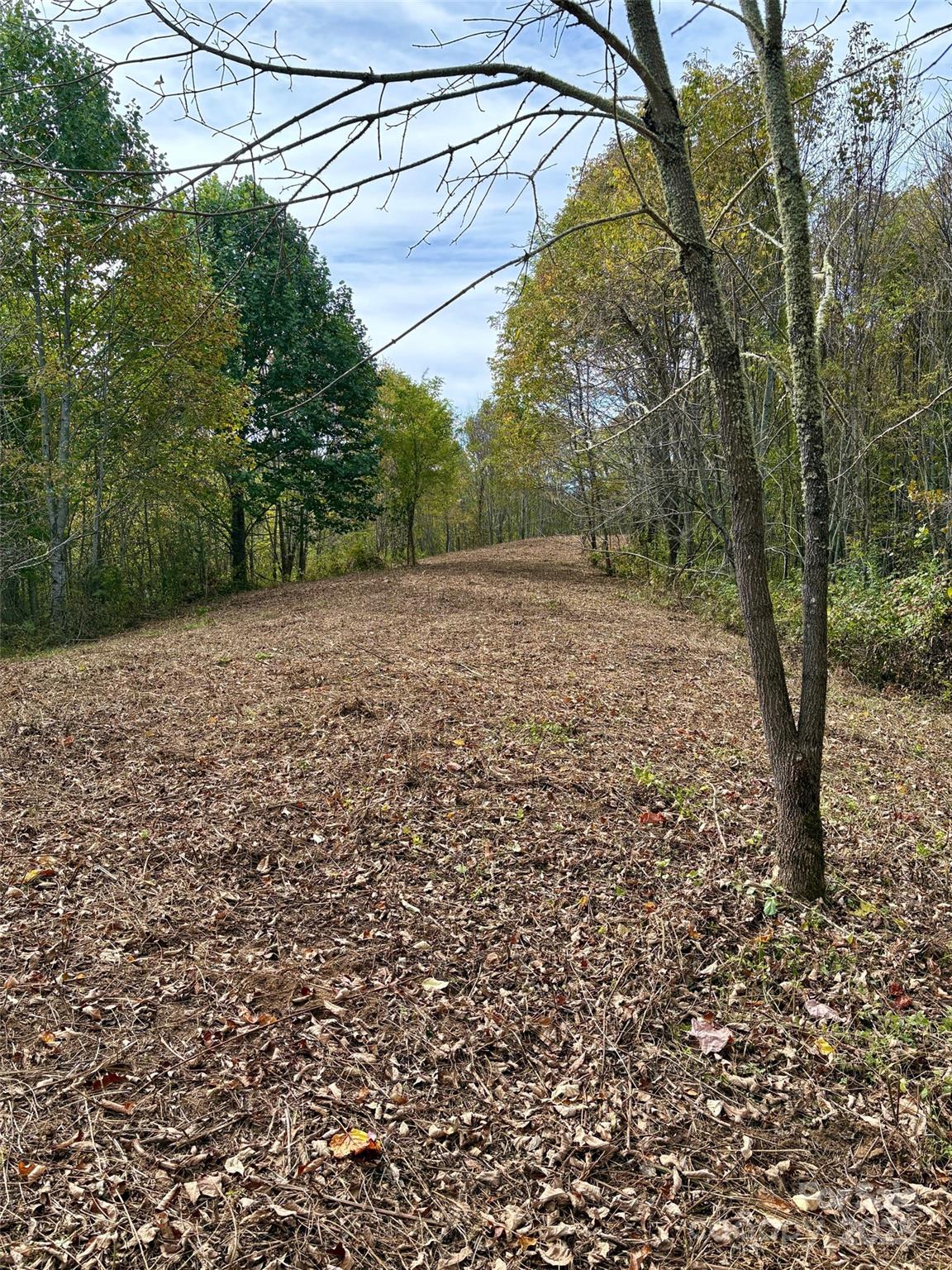 2 Turkey Trot Road Clyde, NC 28721 - Photo 23 of 48 a view of a yard with a tree