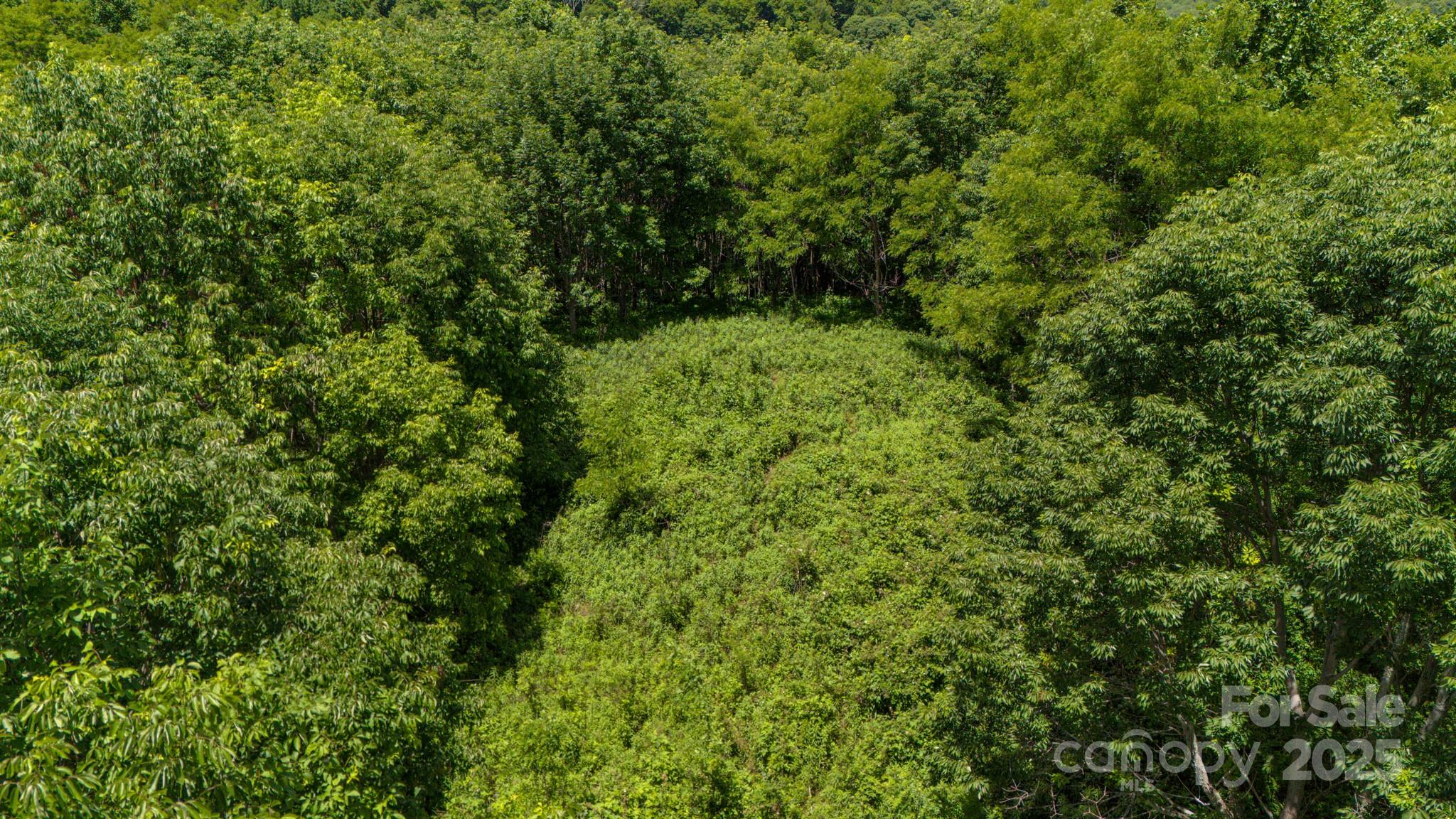 2 Turkey Trot Road Clyde, NC 28721 - Photo 25 of 48 a view of a lush green forest