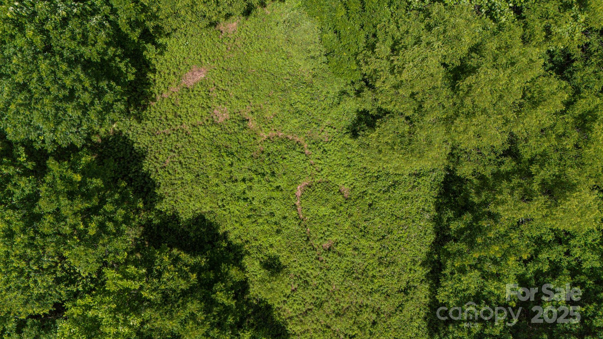 2 Turkey Trot Road Clyde, NC 28721 - Photo 26 of 48 a view of a lush green forest