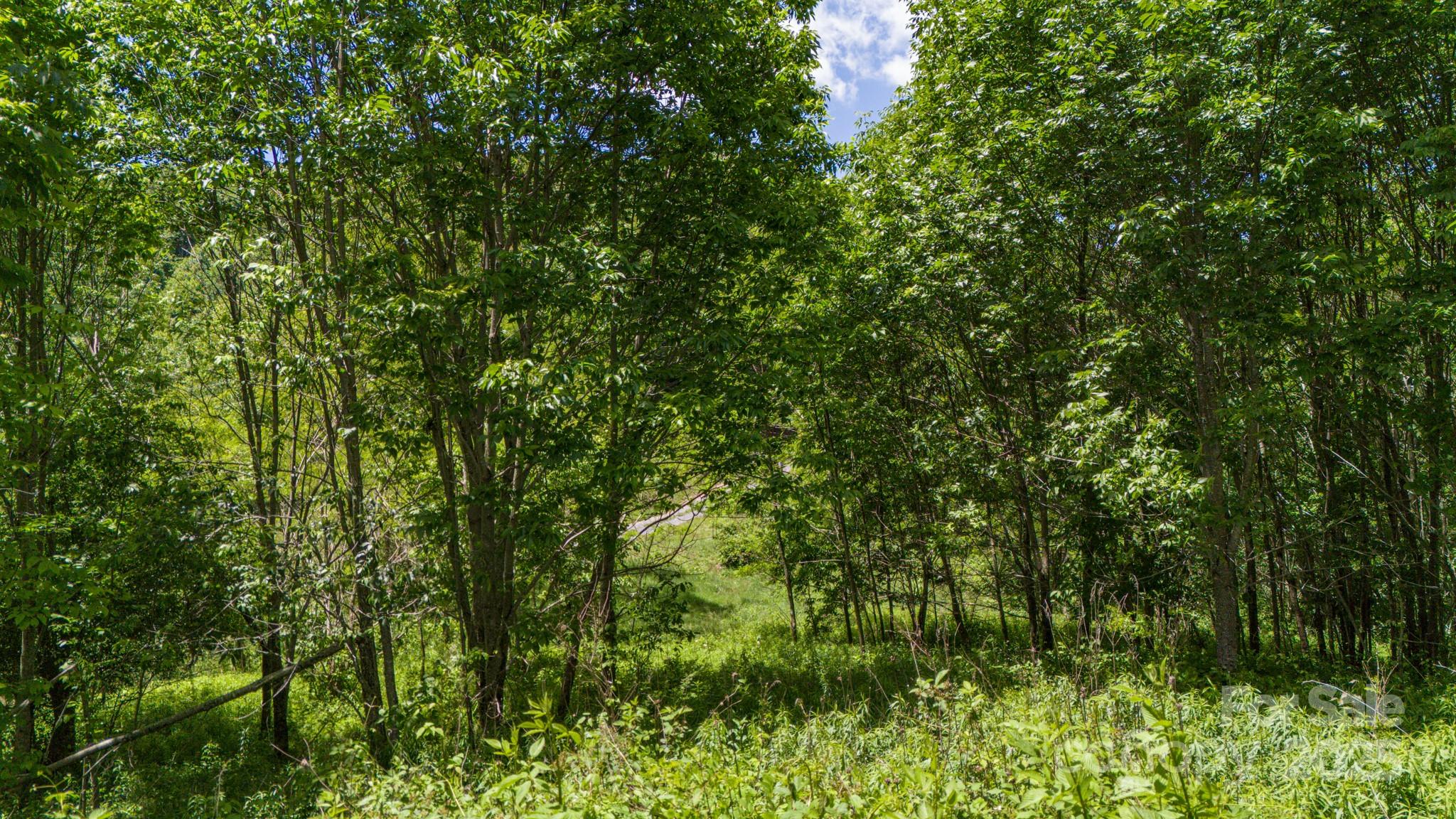 2 Turkey Trot Road Clyde, NC 28721 - Photo 29 of 48 a view of a lush green forest