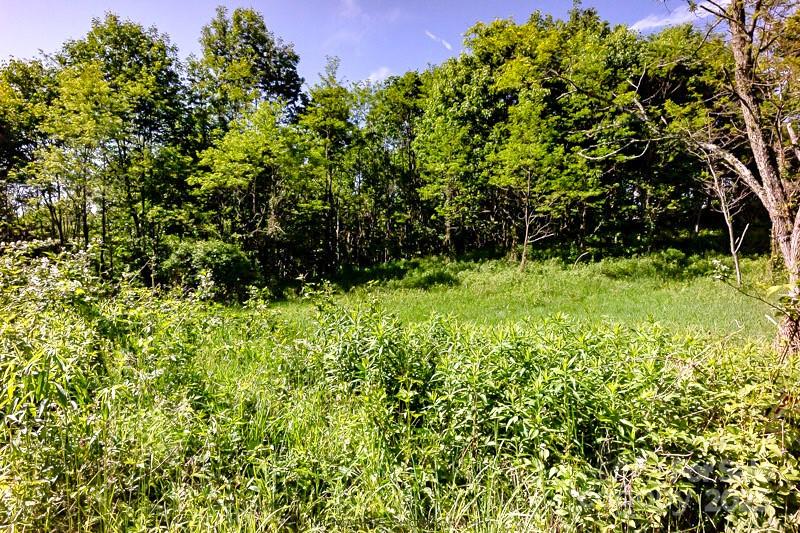 2 Turkey Trot Road Clyde, NC 28721 - Photo 31 of 48 a view of a garden