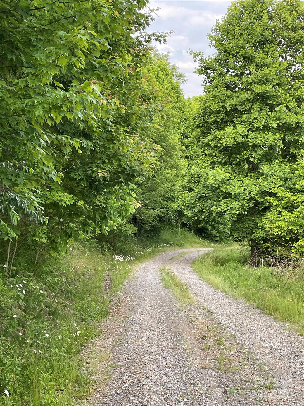 2 Turkey Trot Road Clyde, NC 28721 - Photo 37 of 48 a view of a yard with plants and large trees